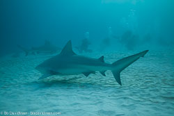 BD-101205-Playa-del-Carmen-2610-Carcharhinus-leucas-(Müller---Henle.-1839)-[Bull-shark.-Tjurhaj].jpg